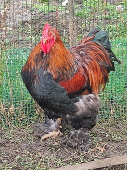 Predám KOHÚTOV Marans medenokrkej - 2