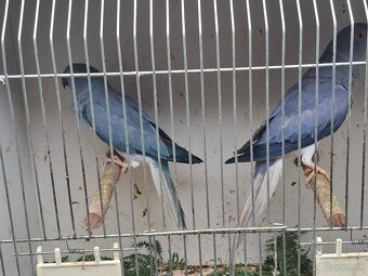 Alexander maly hch - 2