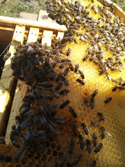 Predám včely - 2