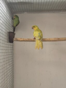 Papagáj královský, žltý - 2