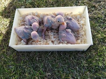 Alexander malý hlava chvost - 2