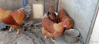 Predám kurčatá Hempšíka modro kreslená - 2