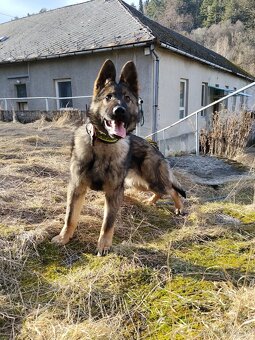 Nemecký ovčiak - 2
