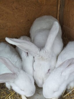 Samica s mladymi - 2