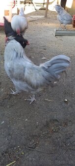 Araucana levander - 2