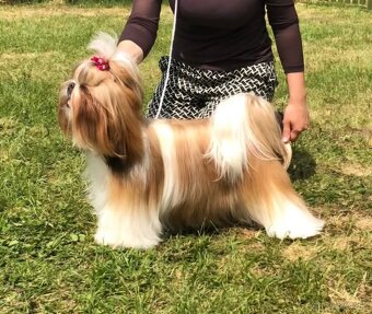 Shih-tzu s PP (šicu, shihtzu, shih tzu ) - 2