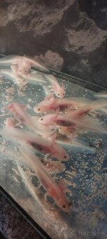 Axolotl mexický - 2