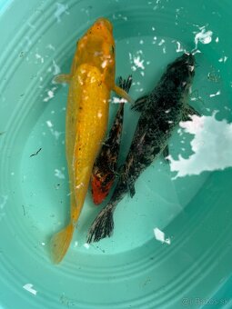 Koi kapre - 2