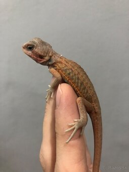 Agama bradata Hypo Trans Leatherback het Zero - 2