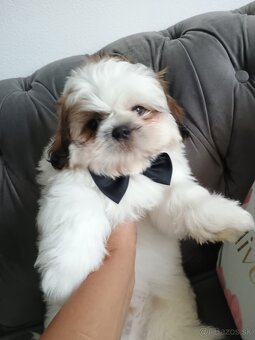 Shih tzu - 2