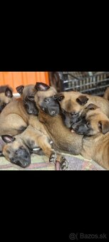 Belgický ovčiak malinois - 2