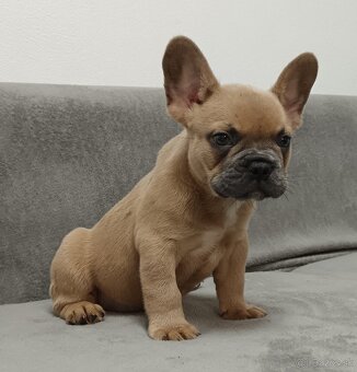 Francuzsky buldoček - 2