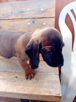 Bavorský farbiar - 2