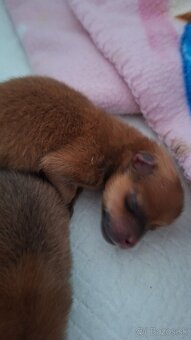 Predam pomeranianov.. - 2