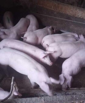 Ponúkam na predaj prasatá - 2