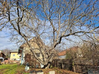 Predám strom orech - 2