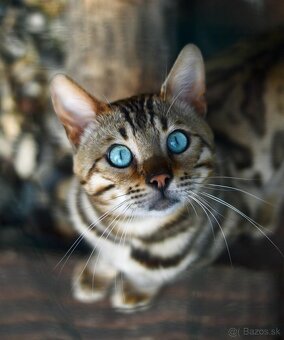 Bengálsky kocúr s PP ke krytie - 2