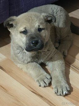 Šteniatko kangal x vlčiak - 2