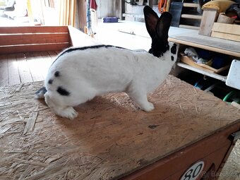 Nemecký obrovitý strakáč čierny - 2