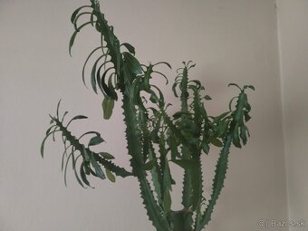 Euphorbia trigona - 2