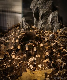 Acanthoscurria geniculata - 2