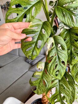 Monstera Adansonii Mint - 2