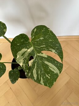 Monstera thai constalation - 2