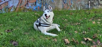 Sibírsky Husky na krytie - 2