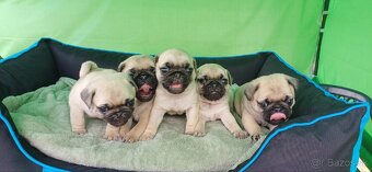 Mops - 2