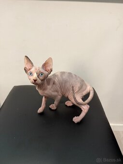 Don Sphynx - 2