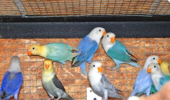 Agapornis fisher - 2