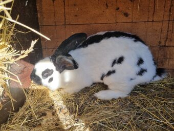 NOS .FRANCUZKY BARAN - 2