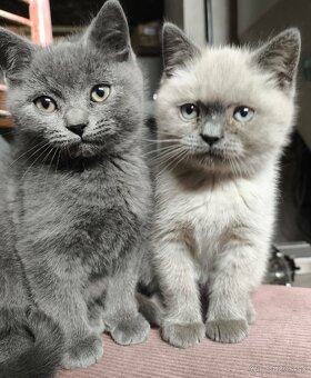 Predám britské mačiatka - 2