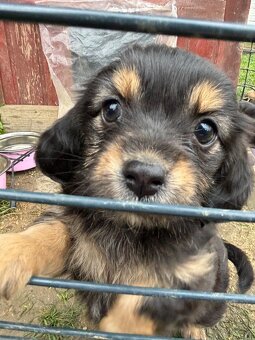 Jazvečík, yorkshire, šteniatka - 2