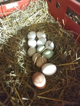 Domáce vajicka - 2