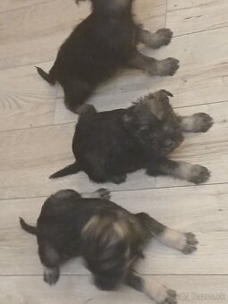 Bradáč stredný - 2