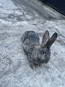 zajace (králiky) - 2