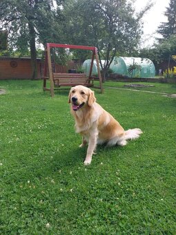 Zlatý retriever na krytie - 2