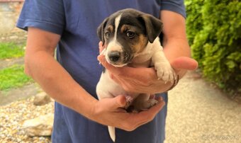Tricolor Jack Rusell Terrier - 2