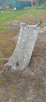 Orechový kmen - 2