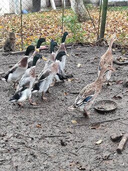 Indické bežce len káčery - 2