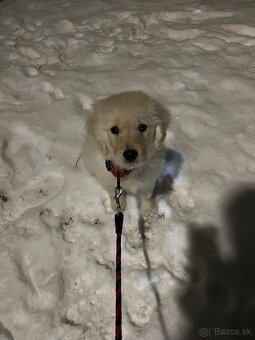 Zlatý Retriever - 2