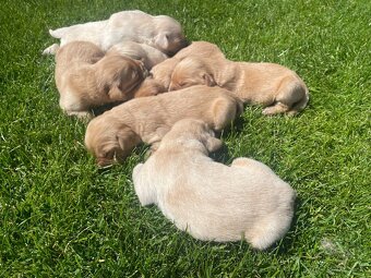 Zlatý Retriever - 2