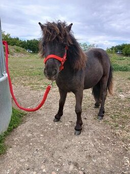 Mini shetland pony kobyla. 70cm. - 2