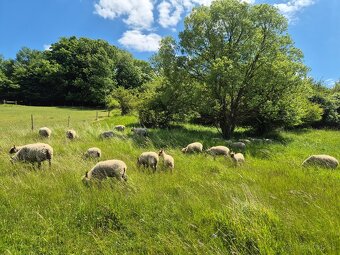 Clun forest - 2