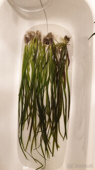 Vallisneria spiralis red - 2