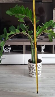 Zamioculcas - 2