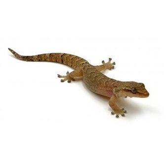 Gekon panenský Lepidodactylus lugubris - 2