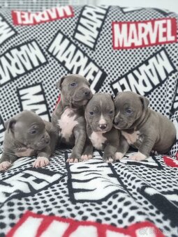 Americký stafordšírsky teriér - 2