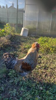 Predãm ozdobného kohúta - 2